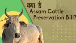 क्या है गौ संरक्षण विधेयक, किस पर पड़ेगा असर?