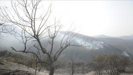 forest fire
