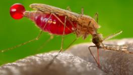 malaria 