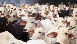 गाय को राष्ट्रीय पशु घोषित करने से आख़िर बदलेगा क्या?