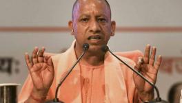 yogi