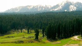 Forests of Doodhpathri area 