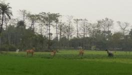 nilgai 