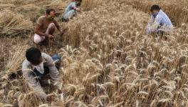 Agriculture