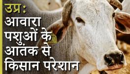 Bundelkhand Farmer