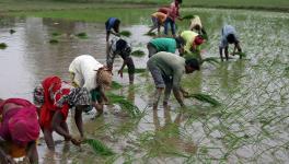 Agriculture