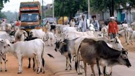 stray animals
