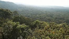 forest