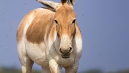 donkey