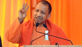 yogi