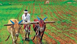 agriculture