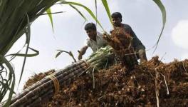 UP Farmers