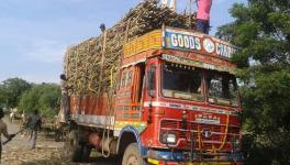 sugarcane farmers