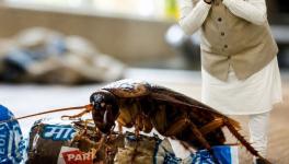 modi-cockroach